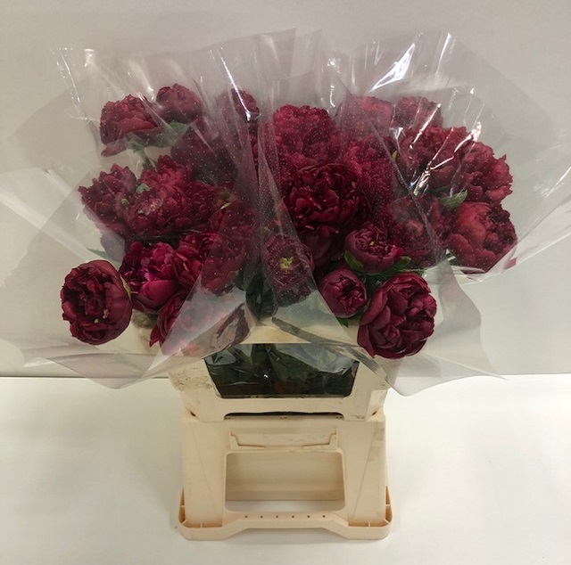 Paeonia henry bockstoce.jpg